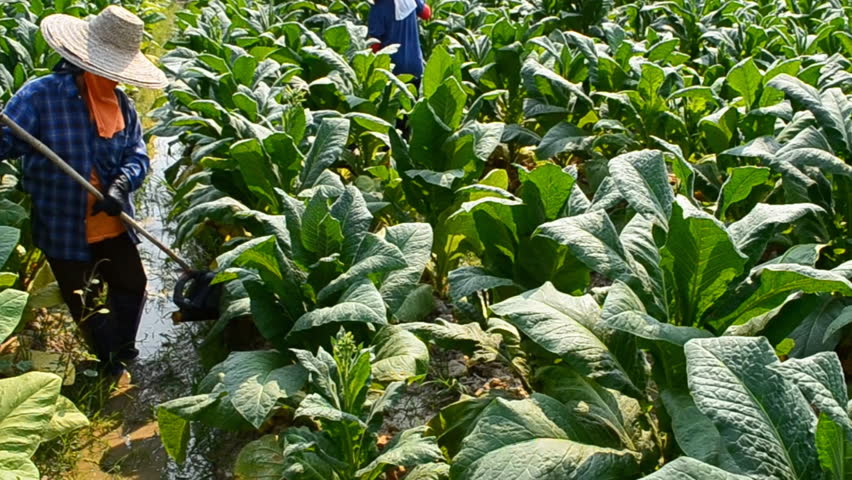 farmer working plants tobacco in farm of thailand