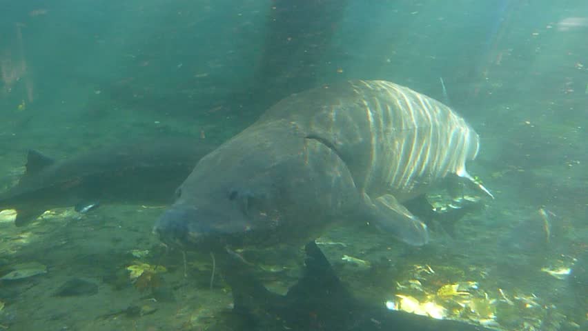 Large fresh water sturgeon swimming by camera.
