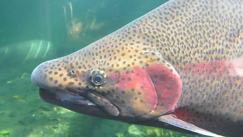 Close up of underwater rainbow trout.