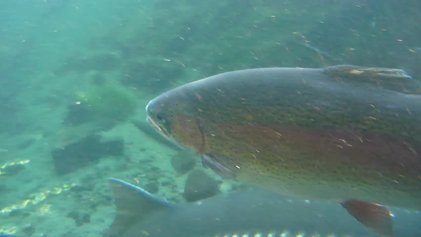 Underwater school of large rainbow trout.