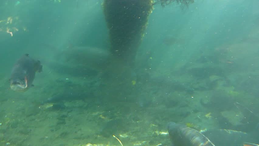 Underwater school of large rainbow trout.