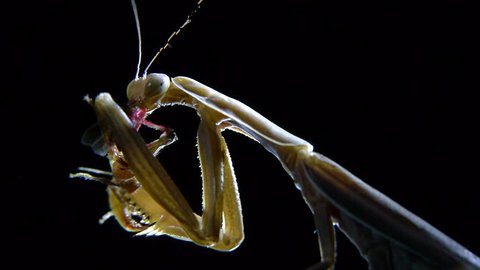 mantis at night
