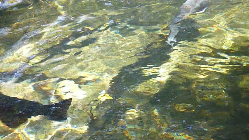 Many large rainbow trout swimming in fish hatchery.