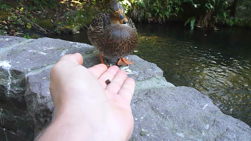 Point of view of hand feeding duck at pond.