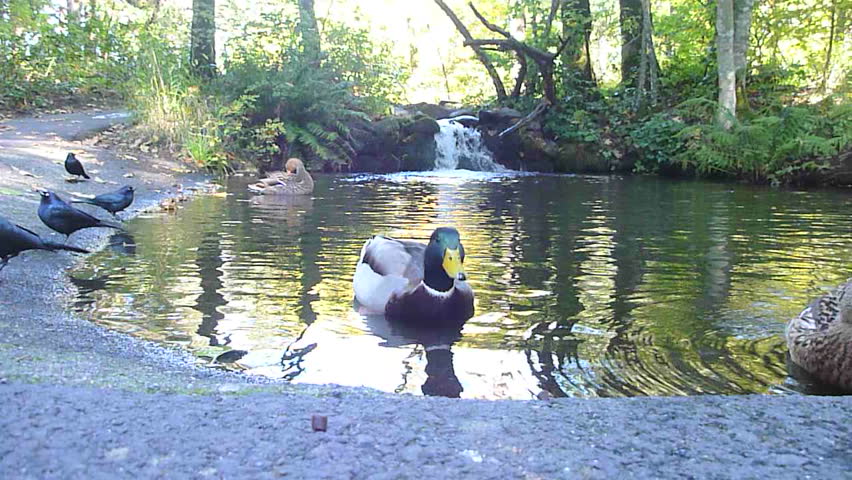 Mallard ducks and black birds feeding at pond.