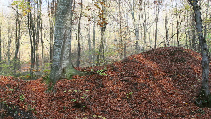 Autumnal beech trees / Steady Footage shot with dolly