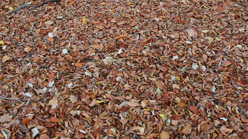 Carpet of dried leafs in autumn / Steady Footage shot with dolly