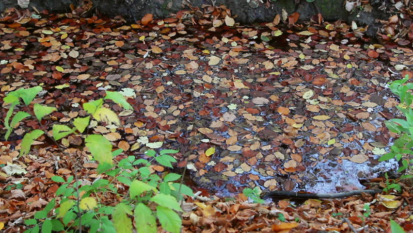 Fallen leaves cover a stream / Steady Footage shot with dolly
