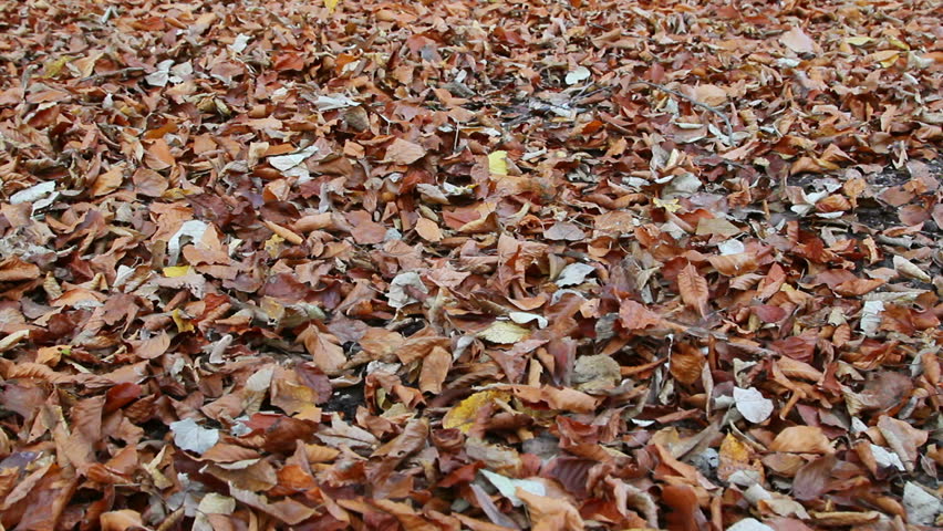 Carpet of dried leafs in autumn / Steady Footage shot with dolly