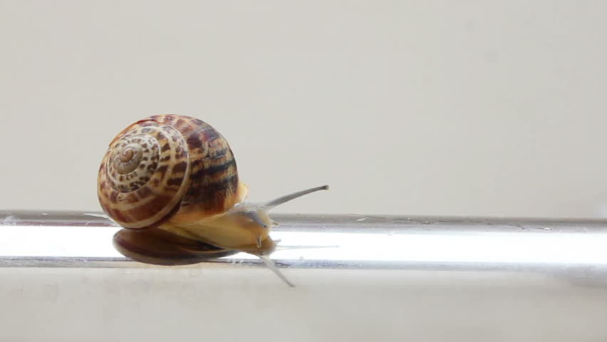 snail moving on metal tube