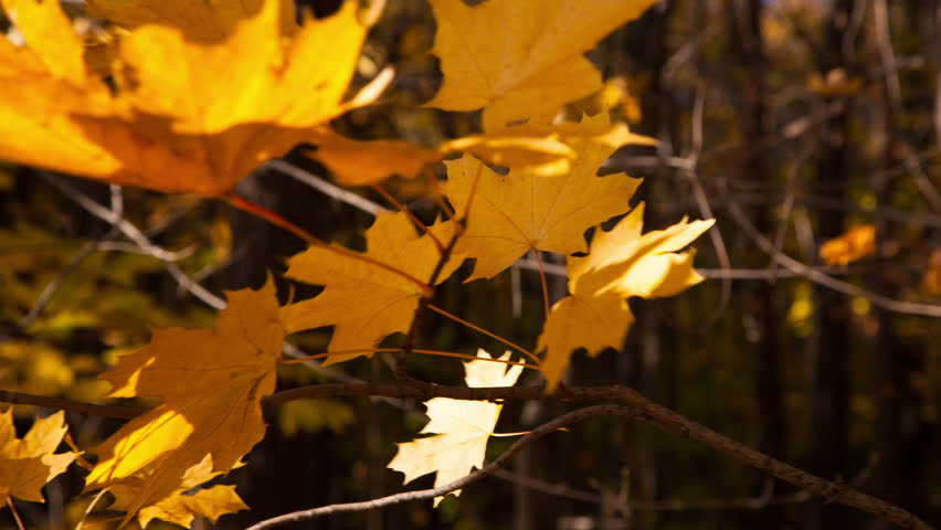 beautiful autumn yellow leaves - dolly shot