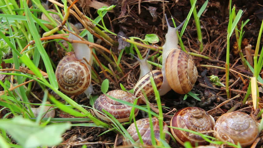 snails in grass
