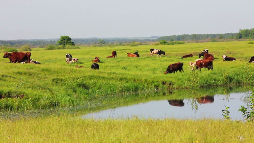 herd of cows on pasture near lake