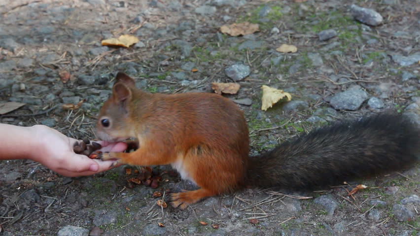 squirrel feeding with nuts in park