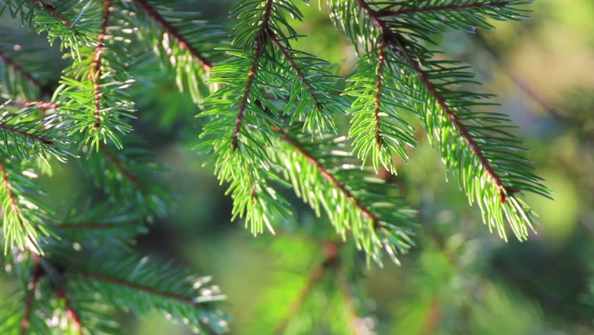 fir twigs close-up