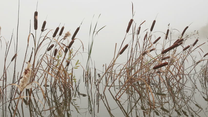 lake in mist - stems of reeds reflected in water