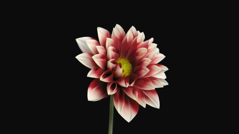Time-lapse of blooming red white dahlia 1c4 in PNG+ format with alpha transparency channel isolated on black background.