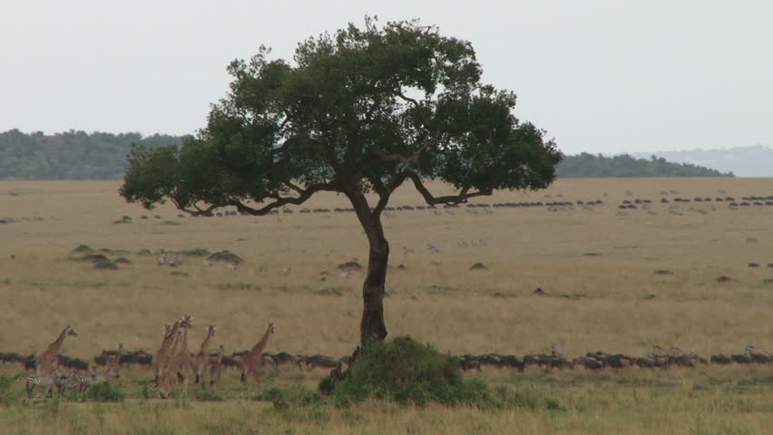 A group of giraffes migrating with wildebeests.

