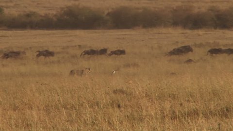 a lion tries to hunt wildebeests but misses 
