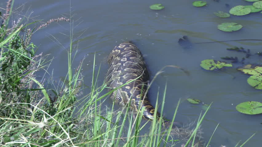 a very large rock python swimming in the water with a full stomach
