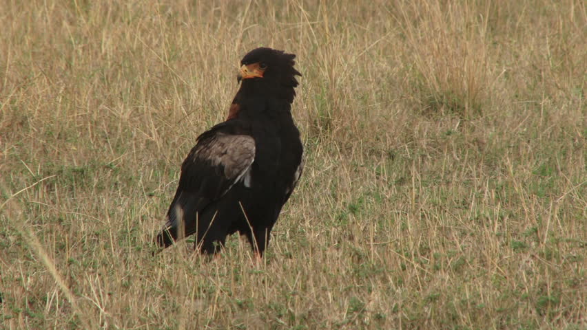 bateleur eagle resting on the ground
