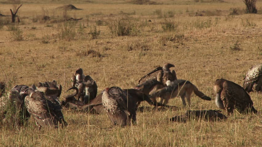 black backed jackal eating a gnu while vultures wait for their turn

