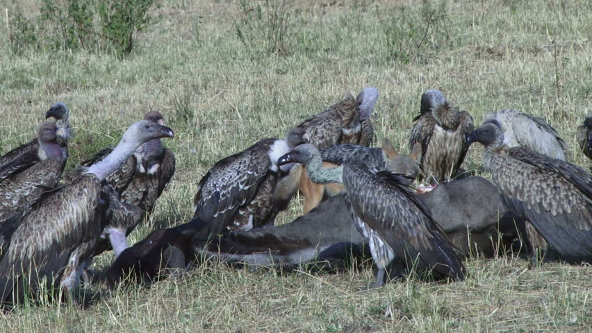 .black backed jackal eating a gnu while vultures wait for their turn 5.

