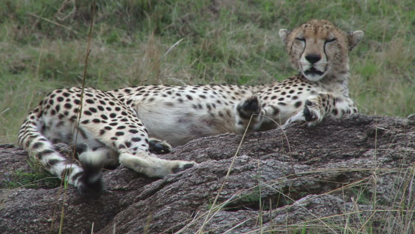 cheetah resting on a rock 1.

