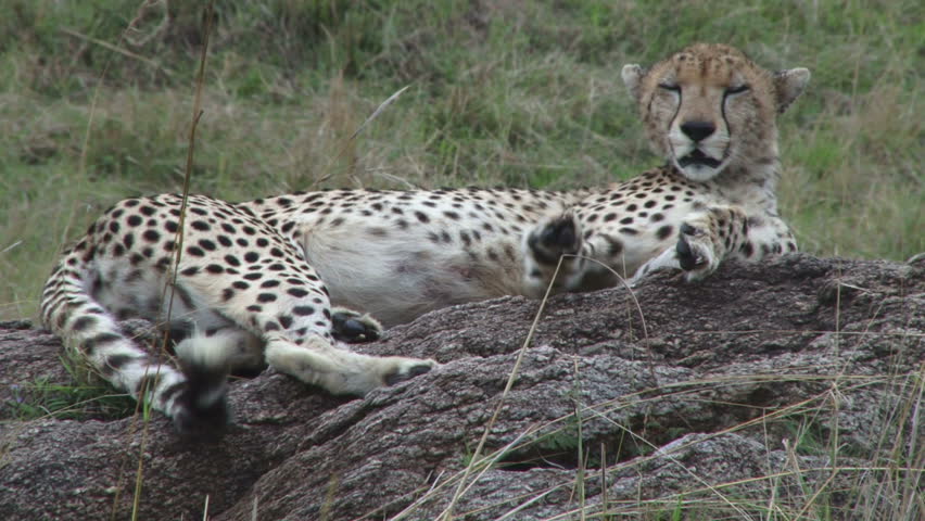 cheetah resting on a rock 1.

