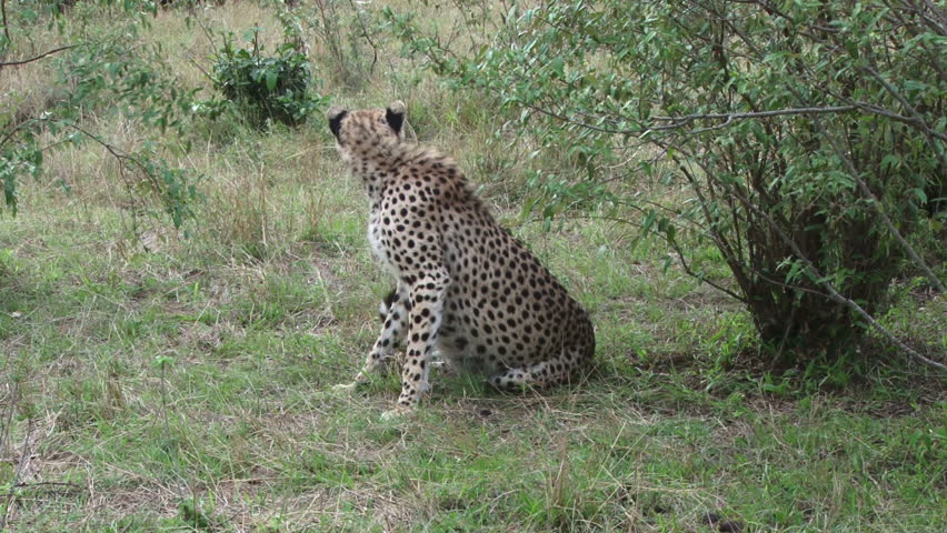 cheetah wakes up and moves to a shade
