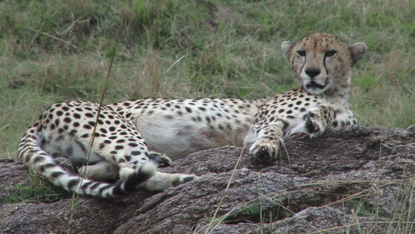 cheetah resting on a rock.
