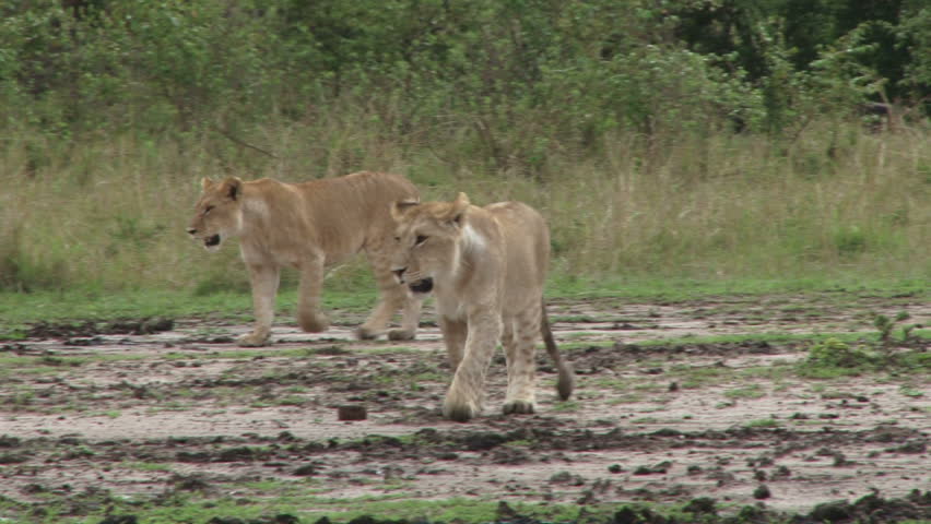 close up of lions juveniles walking in the plains.
