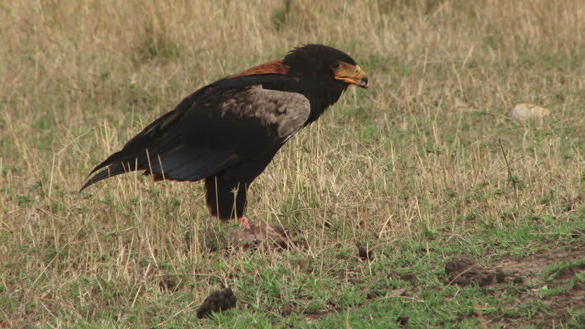 eagle eating a mongoose on the ground.
