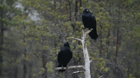 Common Ravens on tree