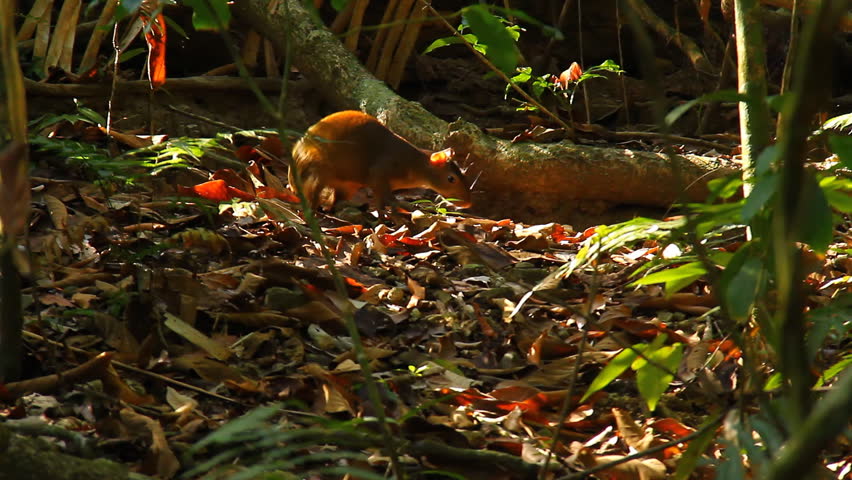 Agouti Costa Rica. An agouti, a large rodent common in central and south