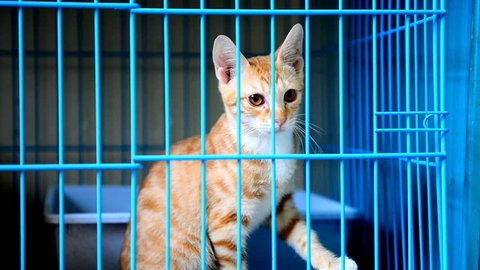 Ginger Kitten Inside animal shelter cage waiting for adoption Stock Video