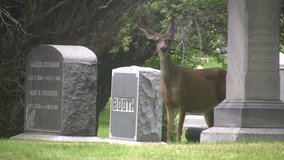 Video of a Utah Mule Deer in a city cemetery in Salt Lake City. Trees, bushes, headstones and garden. Female doe standing by headstones. Don Despain of Rekindle Photo