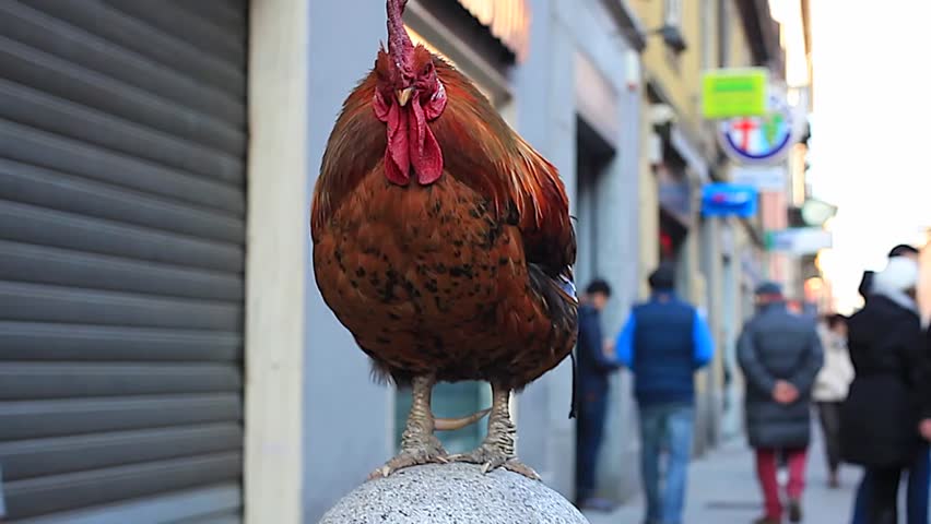 Old rooster in the street