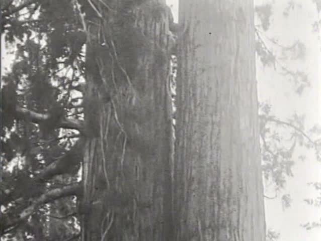 1920s - Sequoia Trees of California in 1923.