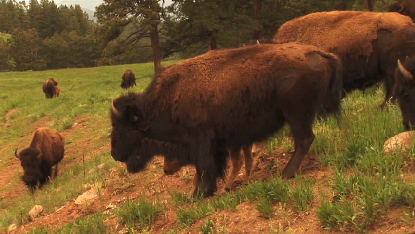 bison farm Dynasty medieval location boar hunting animal fox rabbit bison doe prodigygamers