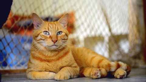 Ginger cat in the animal shelter waiting for adoption Stock Video