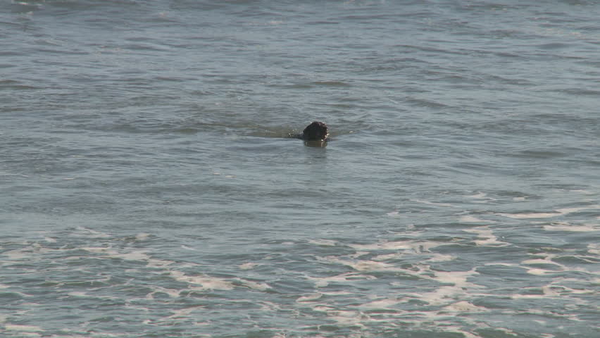 A pet dog retrieves a ball thrown into the sea.