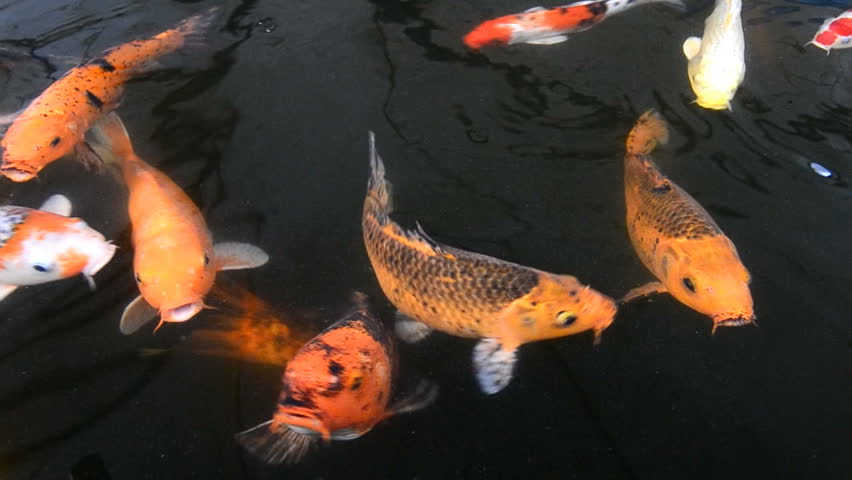beautiful carp fish swimming in pond