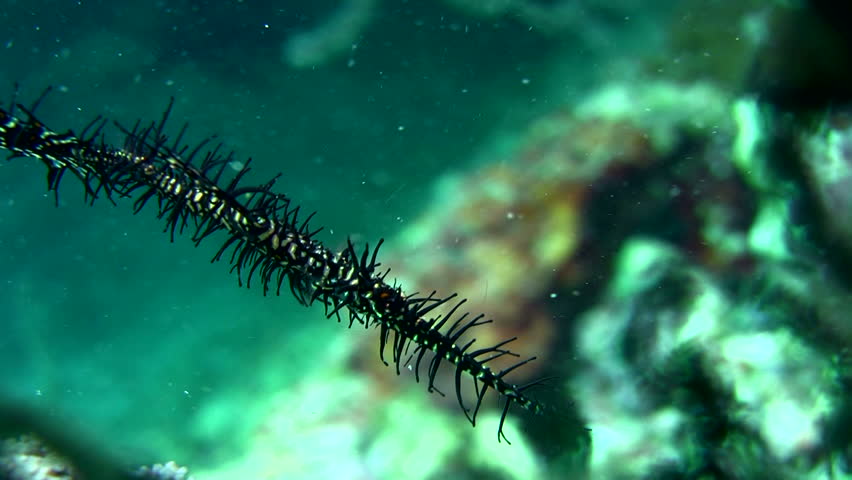Ornate ghostpipefish (Solenostomus paradoxus) black