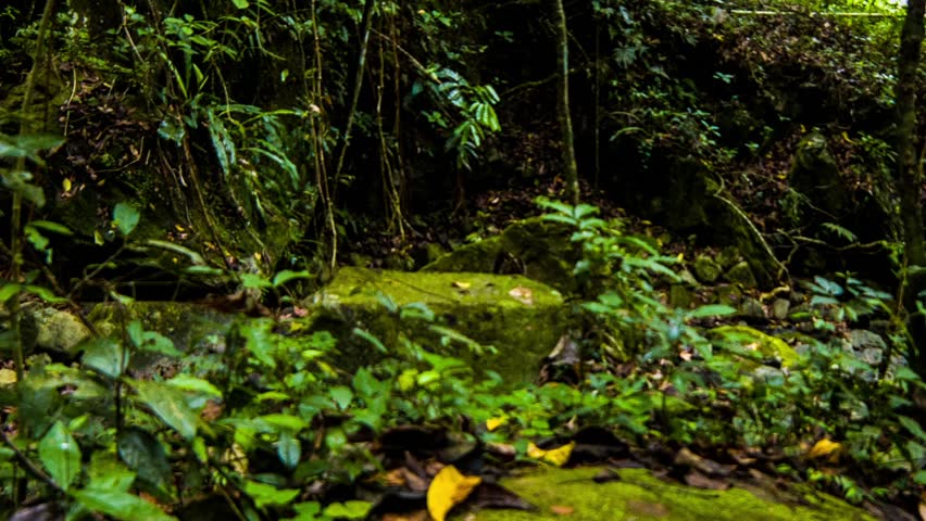 Tropical Forest after the rain, mossy rocks, green vegetation