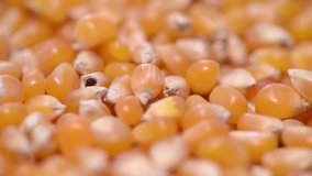 Sweetcorn Seeds (Loopable HD Video)