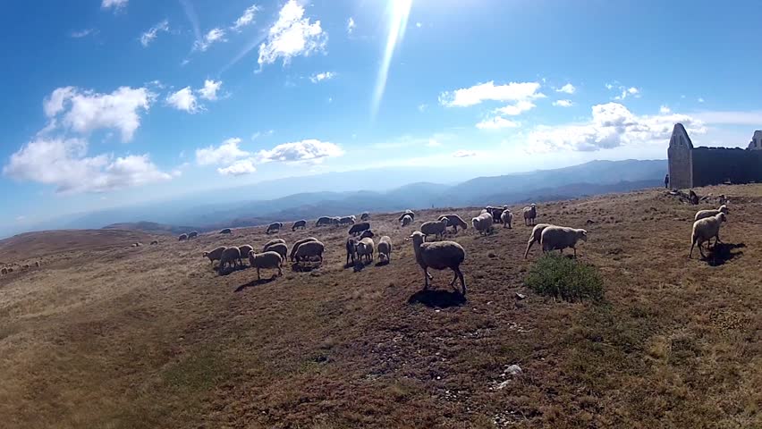 Flock of sheep grazing in the mountain - Stock Video