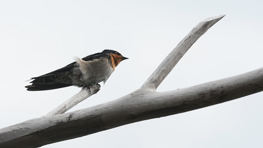 Barn Swallow sitting on a tree branch and white background