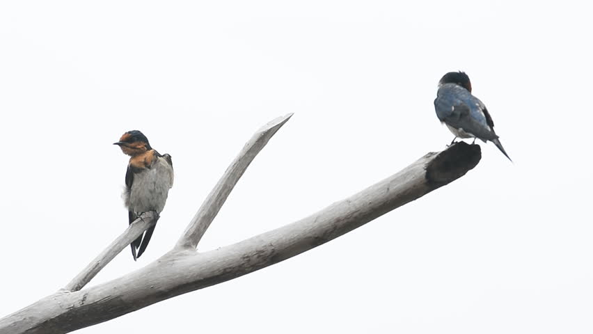 Barn Swallow sitting on a tree branch and white background