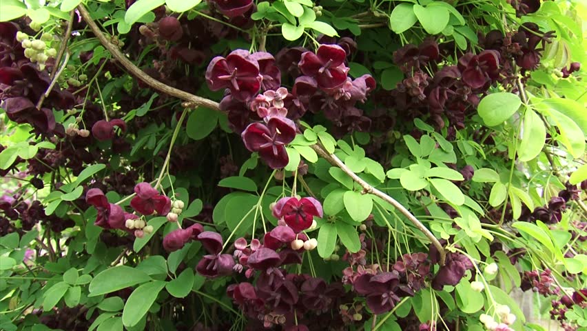 plants are purple midnight magic First Editions® Midnight Magic™ Crape Myrtle